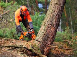 Best Tree Preservation Services  in Coral Gables, FL